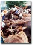 Foire Anes Ligniere